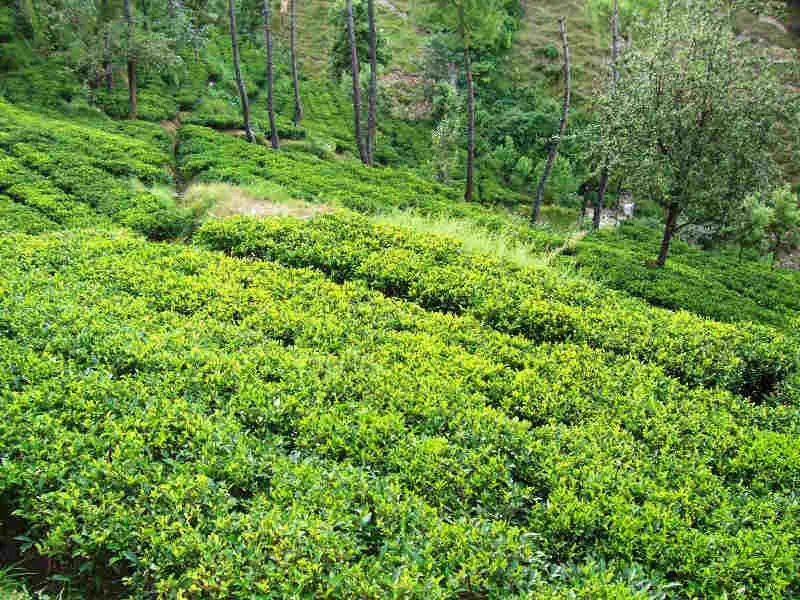 Tea Garden